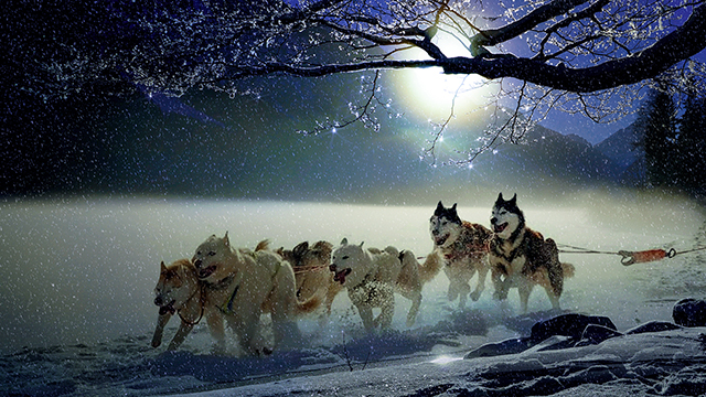 Winter Dogs 2K Wallpaper