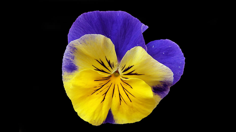Yummy Flower - 2K Wallpaper