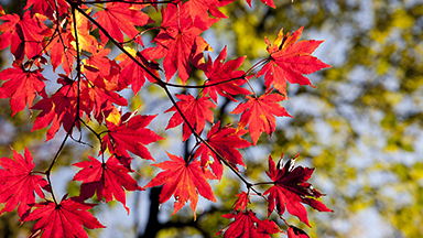 Autumn Colors 4k 4K Wallpaper