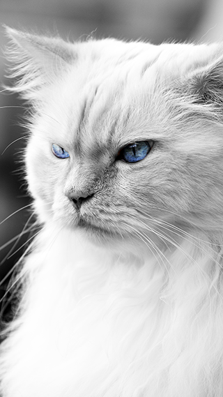 Fierce