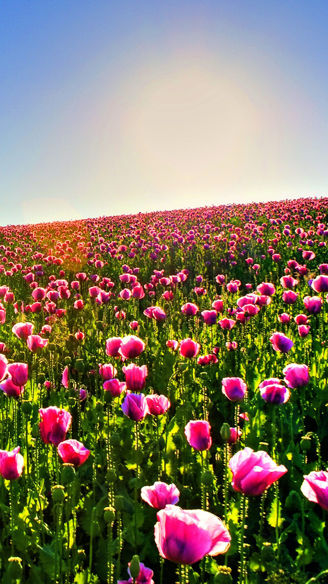 Flower Fields HD Wallpaper for Android