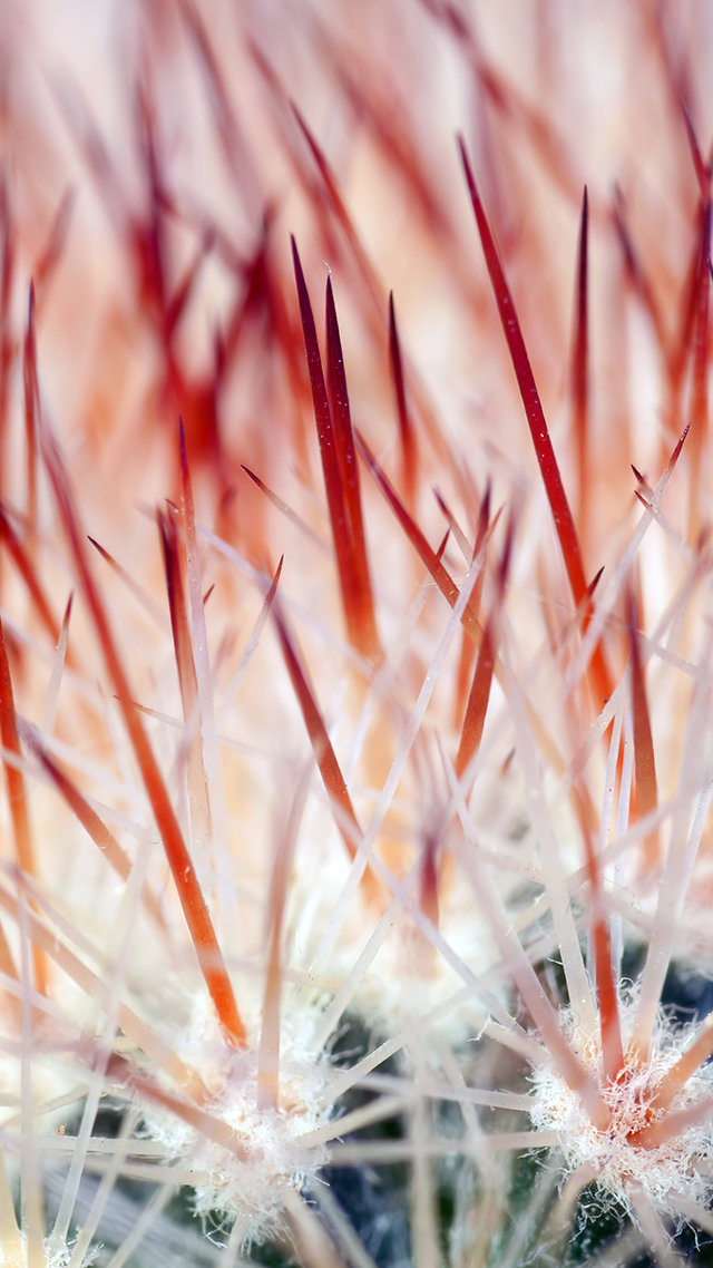 Pink Cactus hd Wallpaper for Android.