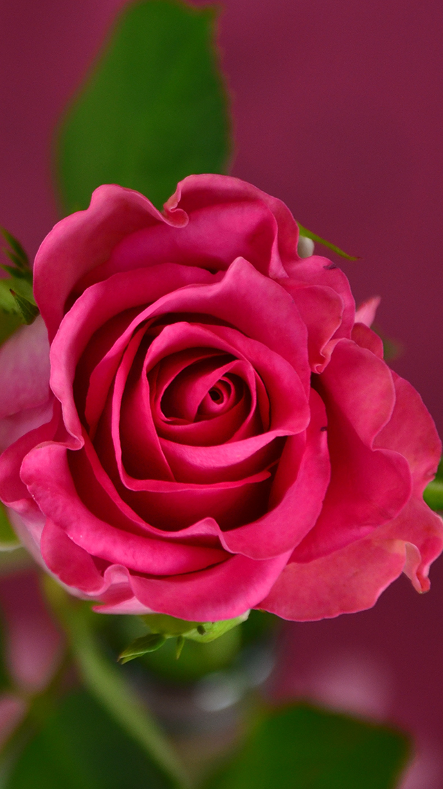 Pink Rose HD Wallpaper for Android