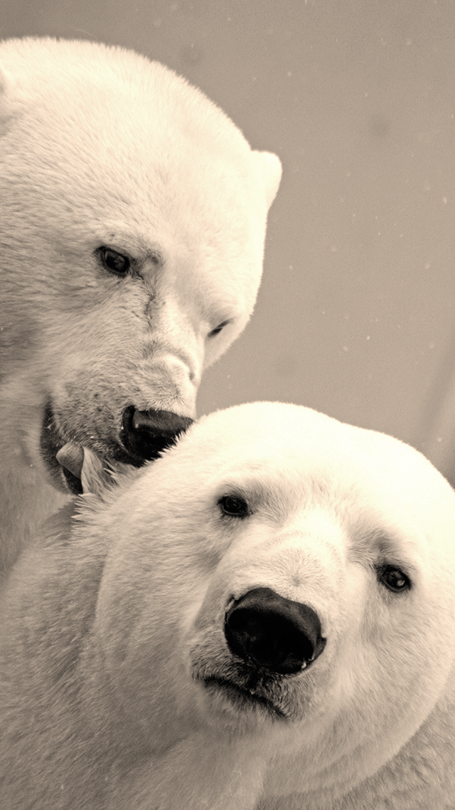 Polar Bears hd Wallpaper for Android.