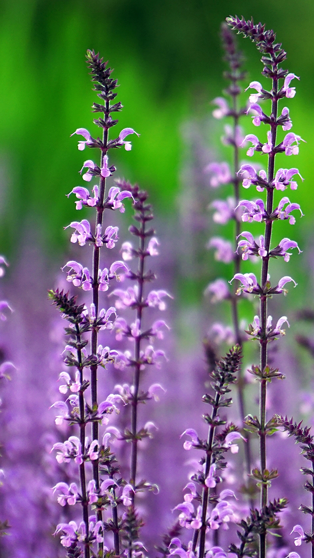 Purple Lavender hd Wallpaper for Android.