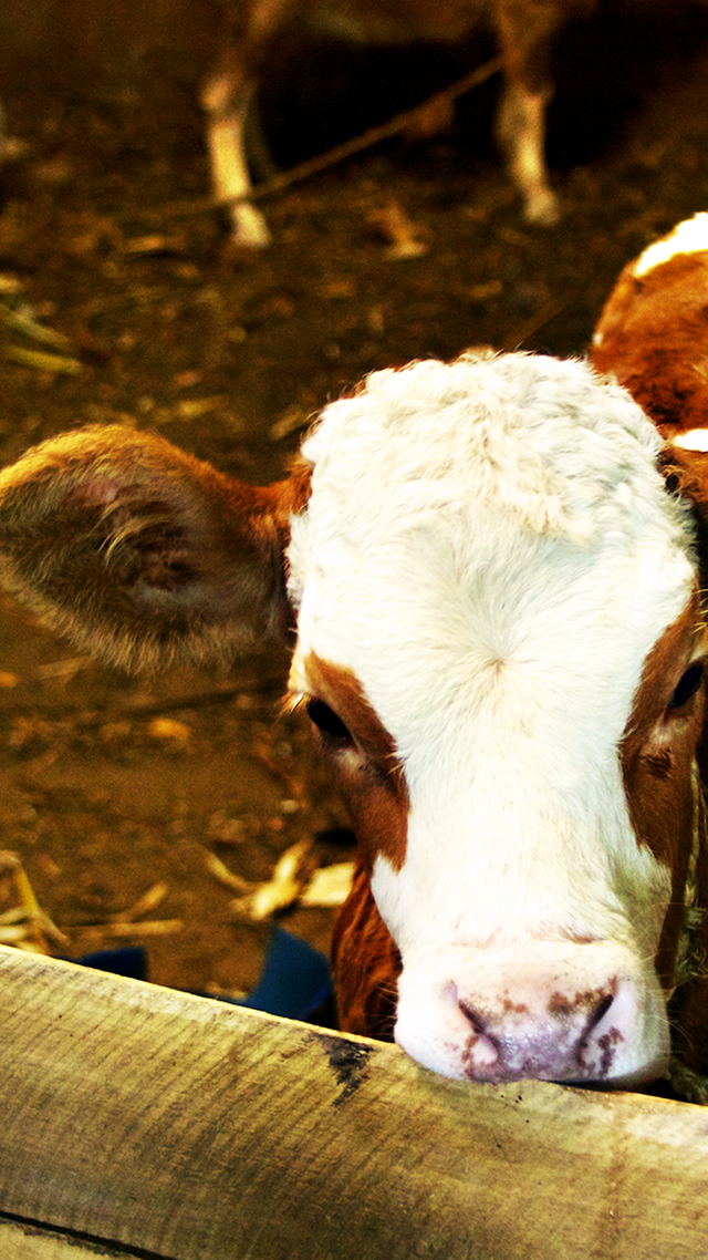 Rancher hd Wallpaper for Android.