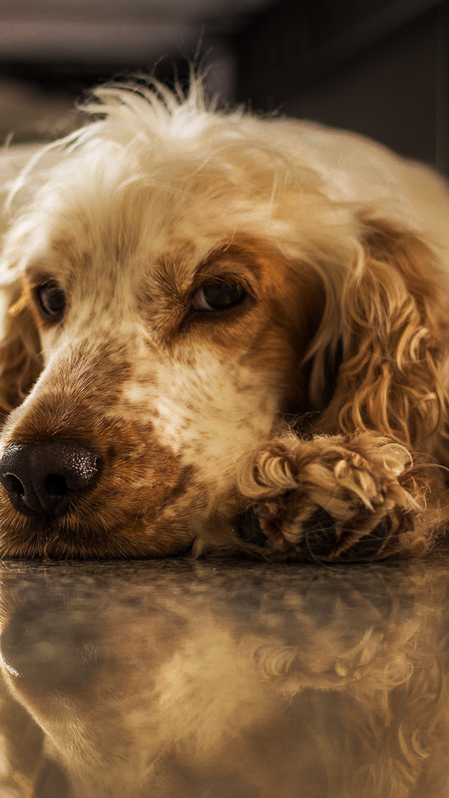 So Cute hd Wallpaper for Android.