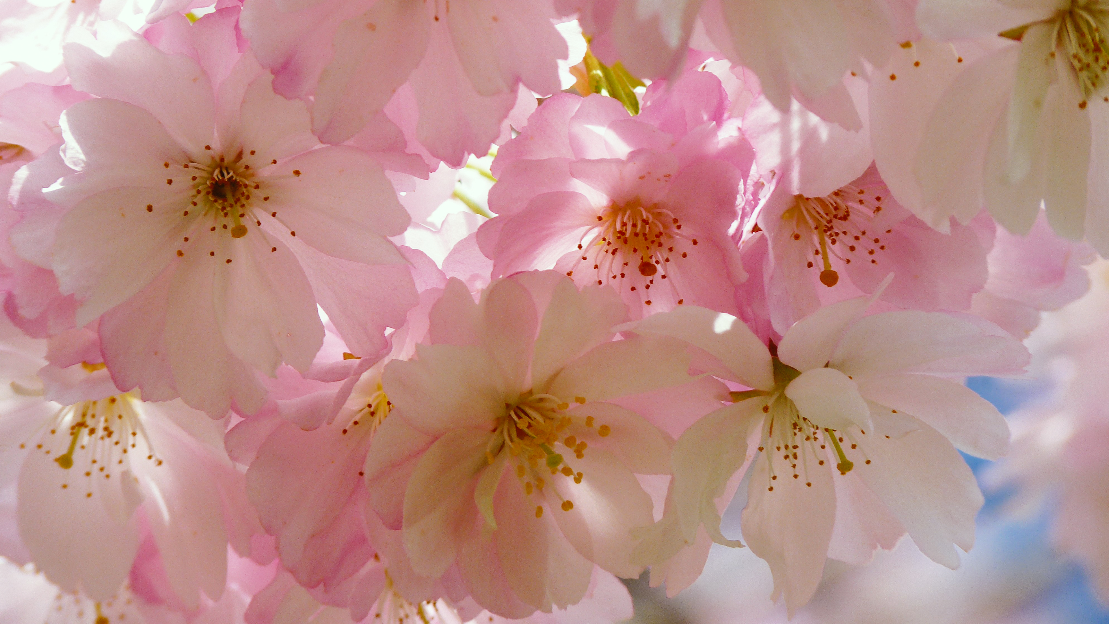 Free Japanese Cherry Blossom Chromebook Wallpaper Ready For Download