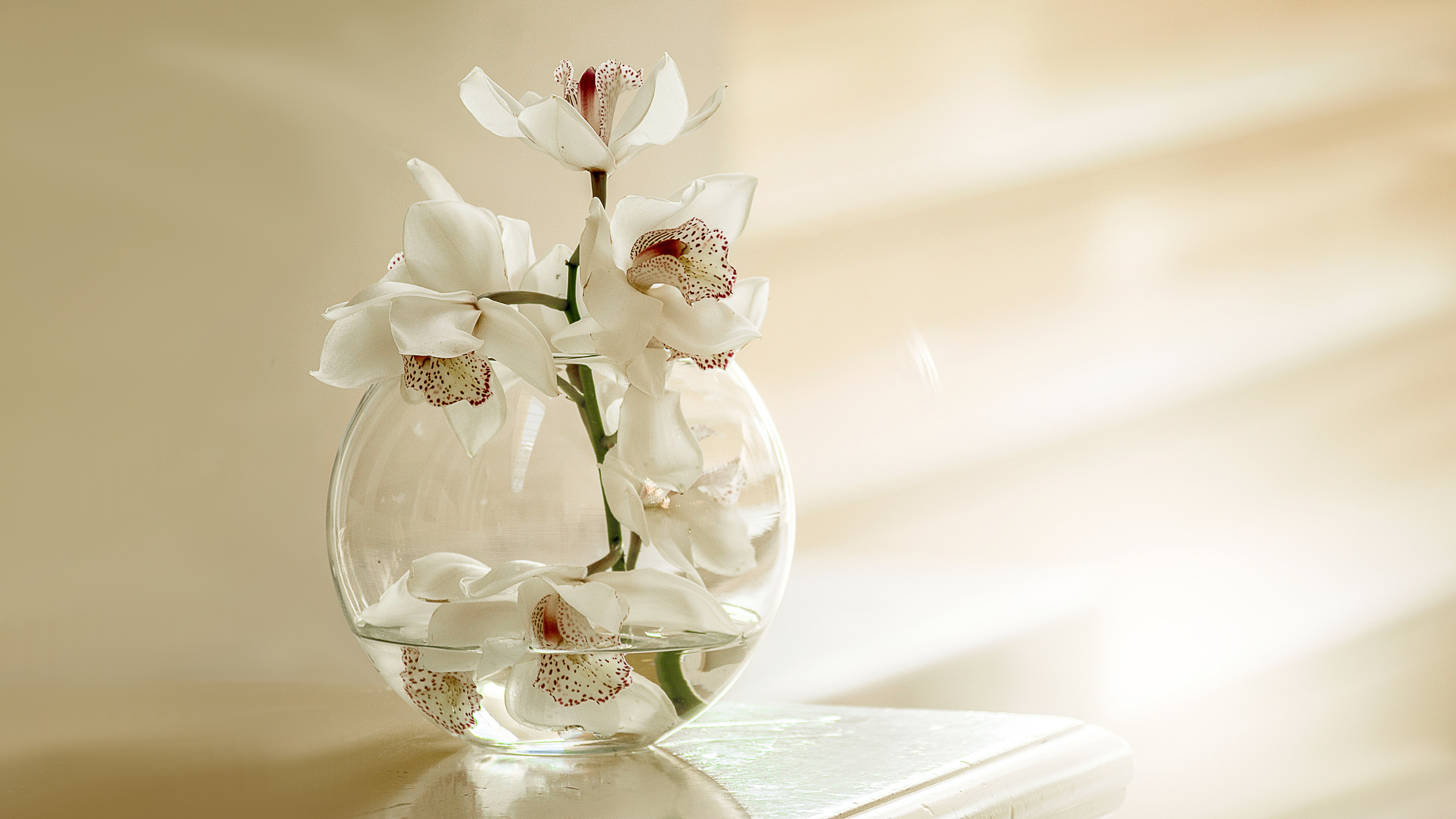 White Orchid Flowers Chromebook Wallpaper