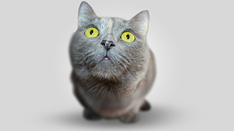 Big Head Kitten Desktop Background