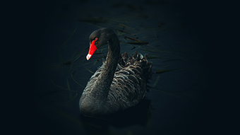 Black Swan Laptop Background