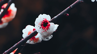 Cherry Blossom 4K Wallpaper