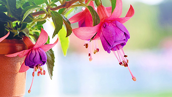 Fuchsia Flowers Desktop Background