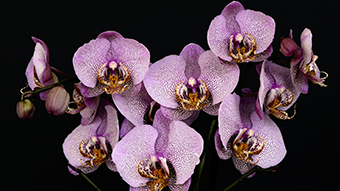 Orchids Desktop Background