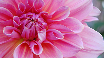 Pinkest Flower Desktop Background