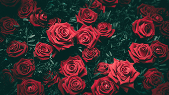 Rose 8K Wallpaper