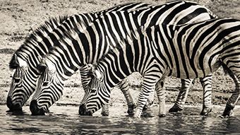 Thirsty Zebras 8K Wallpaper