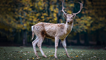 Wild Deer 4k Desktop Background