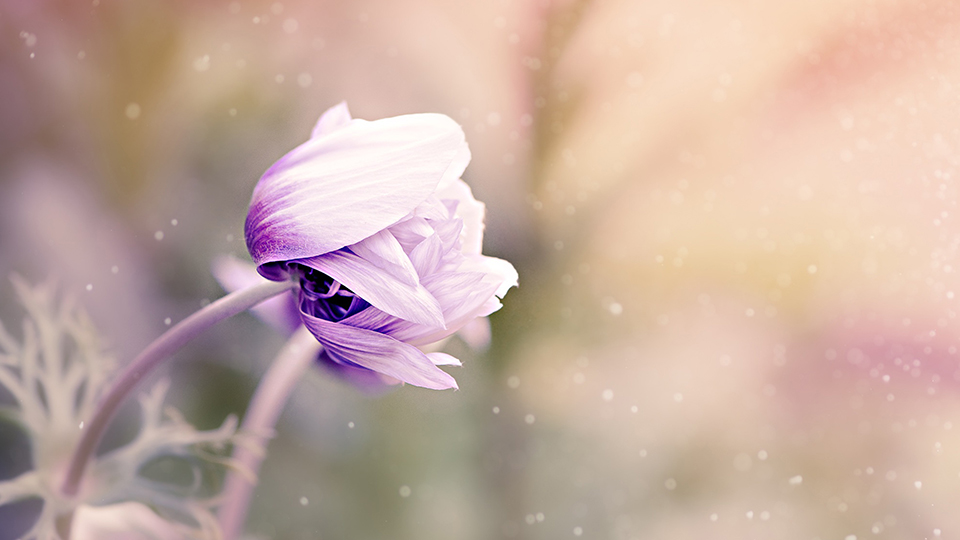 Anemone Flower Background