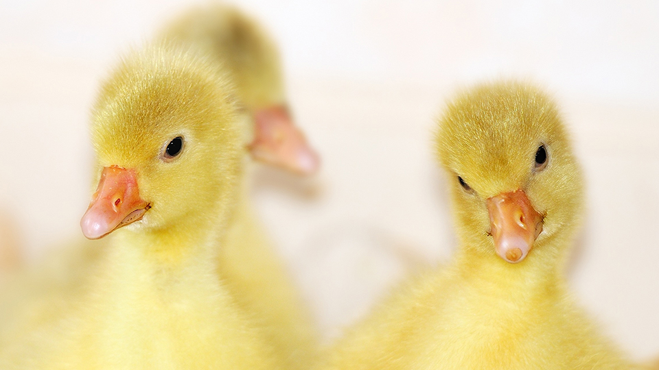 Baby Ducks 4K Wallpaper
