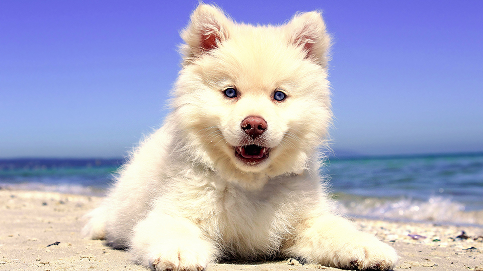 Beach Puppy 4K Wallpaper