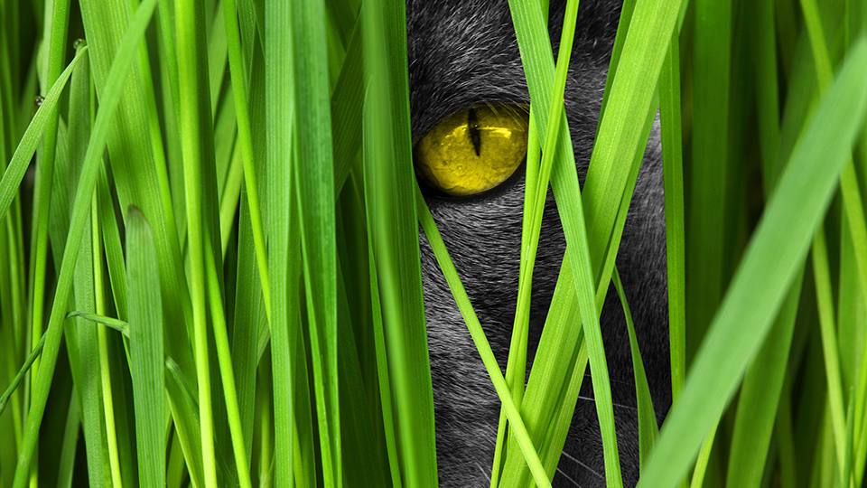 Big Cat Wallpaper 8K