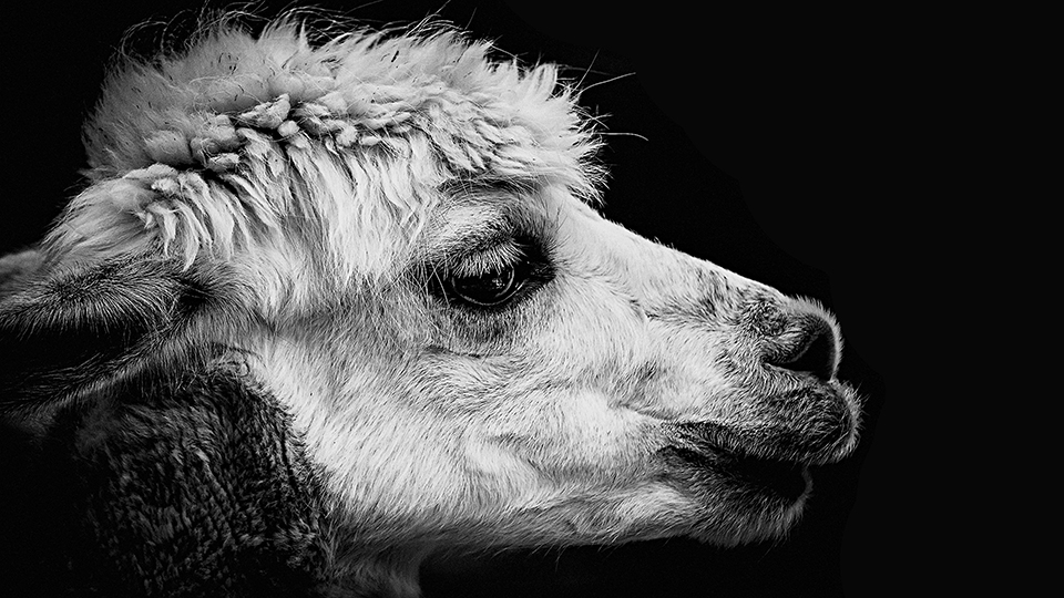 Black Lama Google Meet Background