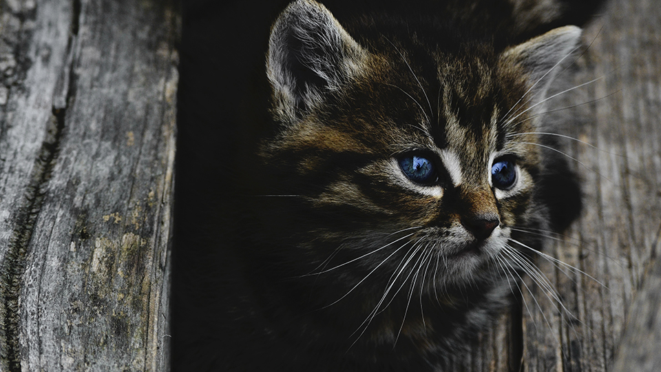 Dark Kitten 4K Wallpaper