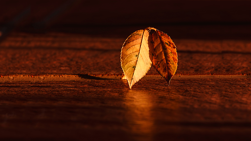 Fall Morning Wallpaper 8K