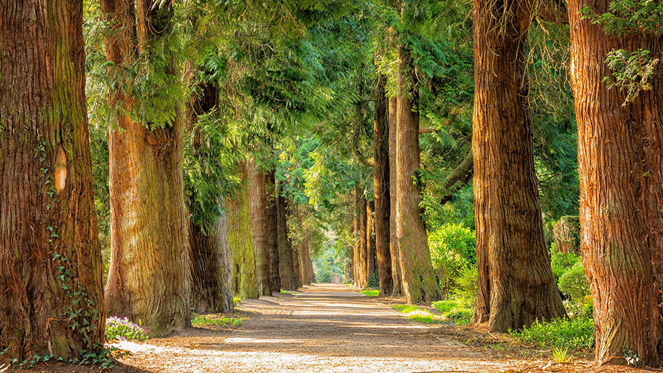 Forest Walkway 4K Wallpaper