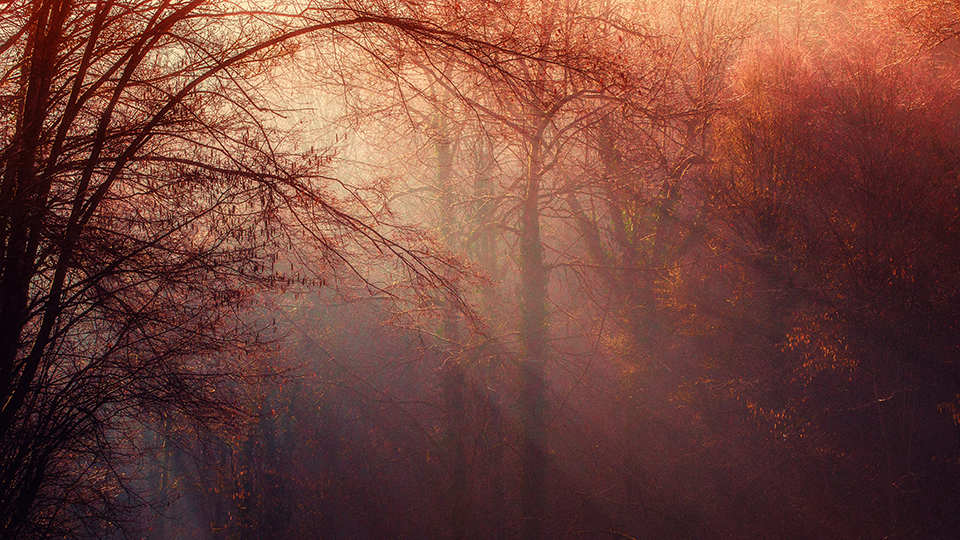 Forestry wallpaper for Chromebook