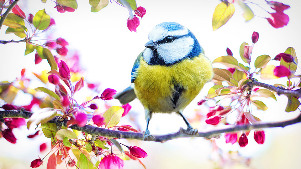 Happy Birdy Background