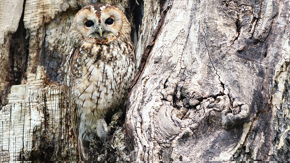 Owl in a Tree Wallpaper