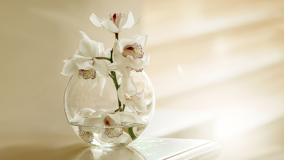 White Orchid Flowers Wallpaper