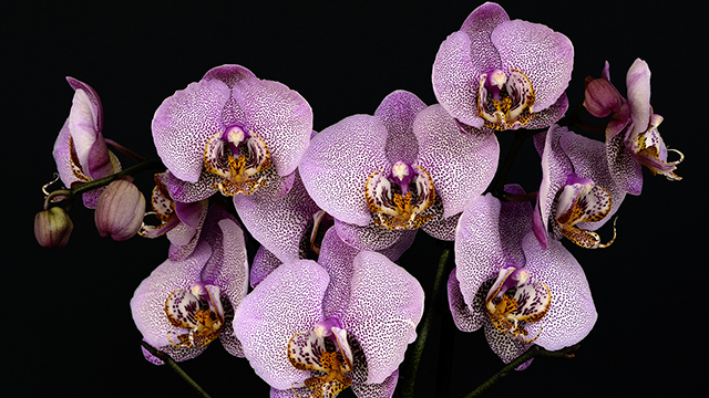 Orchids wallpaper for Chromebook