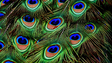 Peacock Feathers Chromebook Wallpaper
