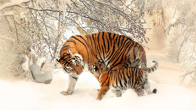 Siberian Tigers Chromebook Wallpaper