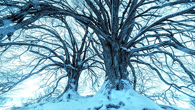 Snowy Blue Trees Chromebook Wallpaper