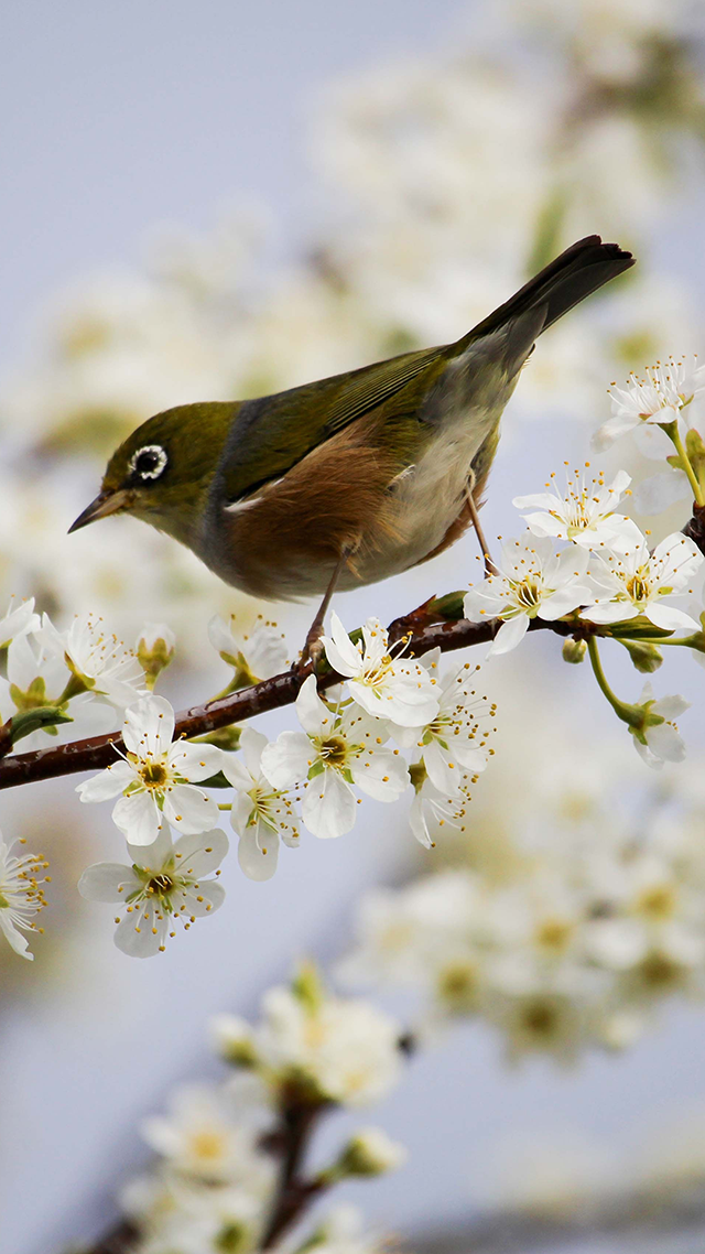 Blossom Bird Google Pixel Wallpaper.