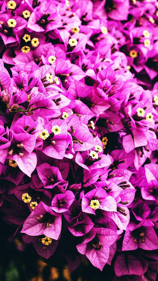 Flower Garden Google Pixel Wallpaper.