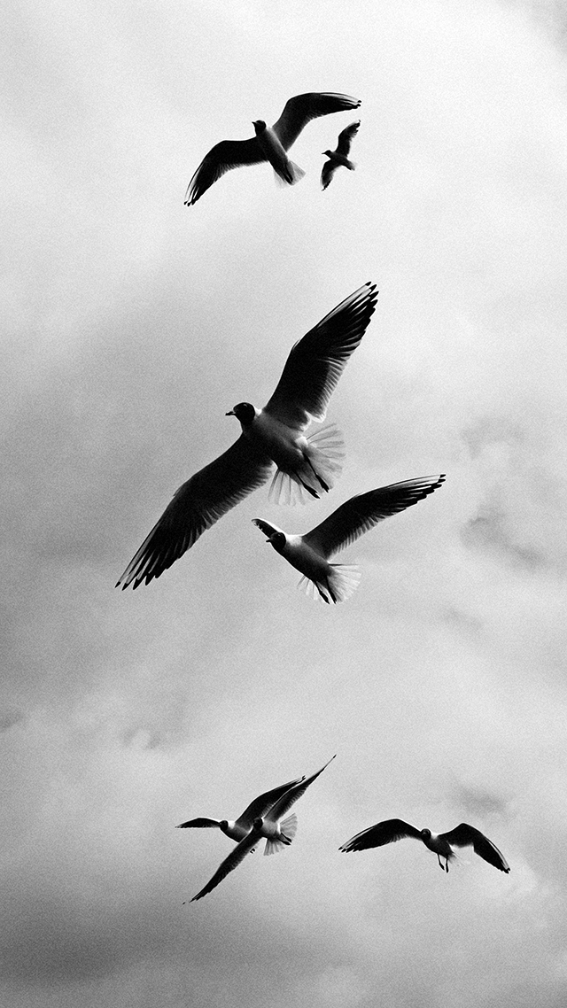 Free Birds Google Pixel Wallpaper.