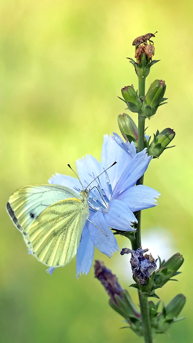 Summer Flair Google Pixel Wallpaper.