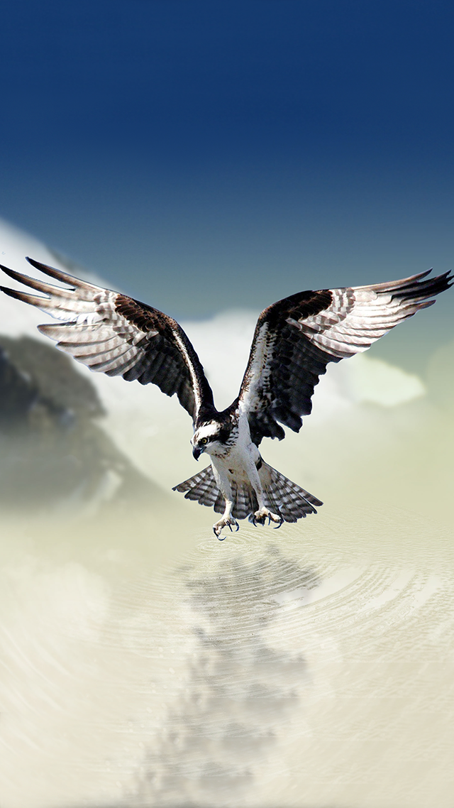 White Tailed Eagle Google Pixel Wallpaper.