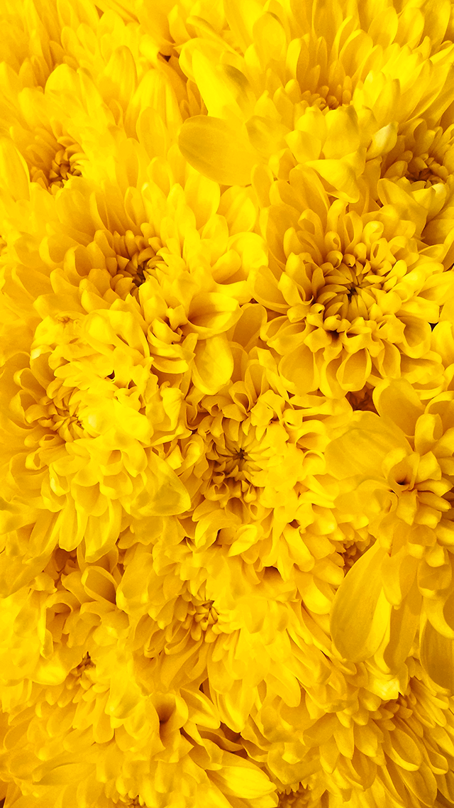 Yellow Flowers Google Pixel Wallpaper.