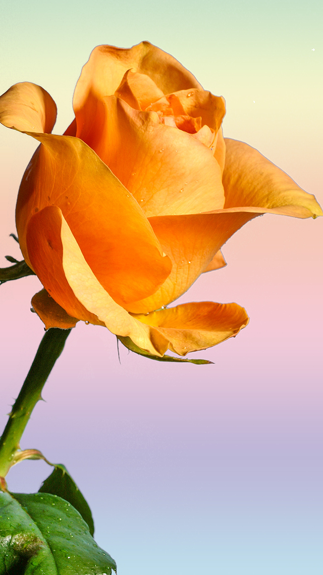 Yellow Rose Google Pixel Wallpaper.