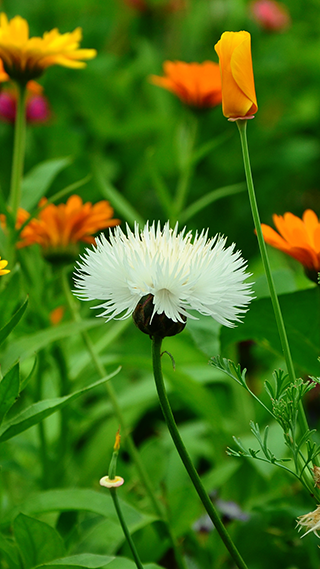 Green Medley