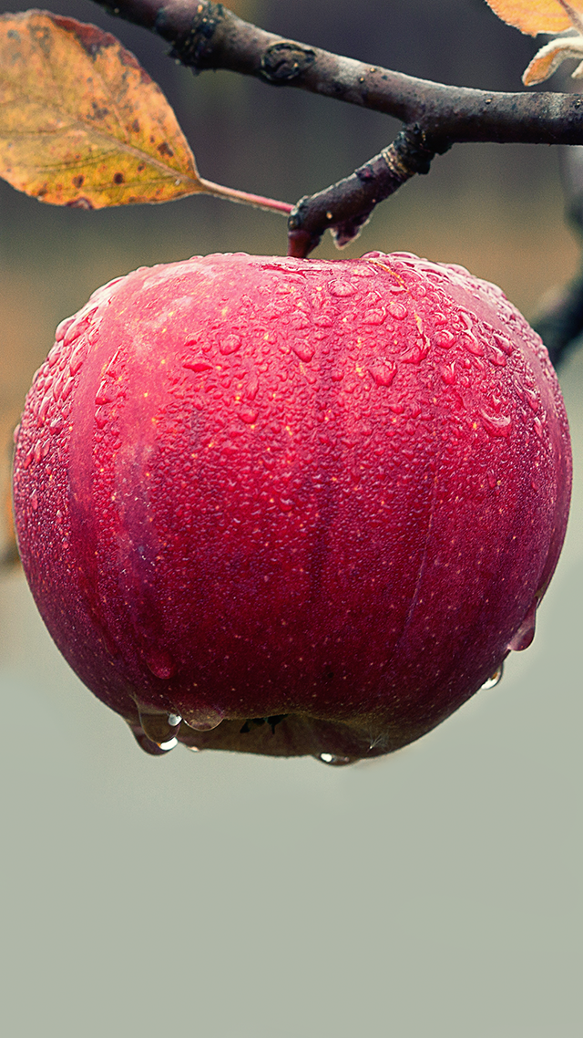 Apple Fruit Home Screen Wallpaper.
