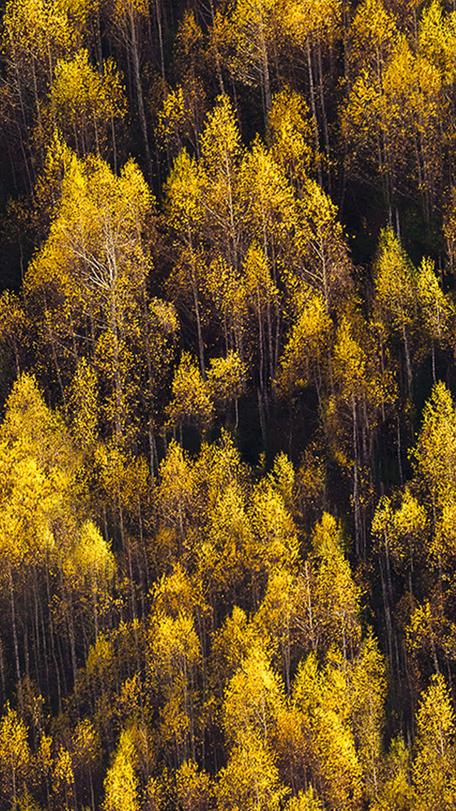 Autumn Amber Home Screen Wallpaper.