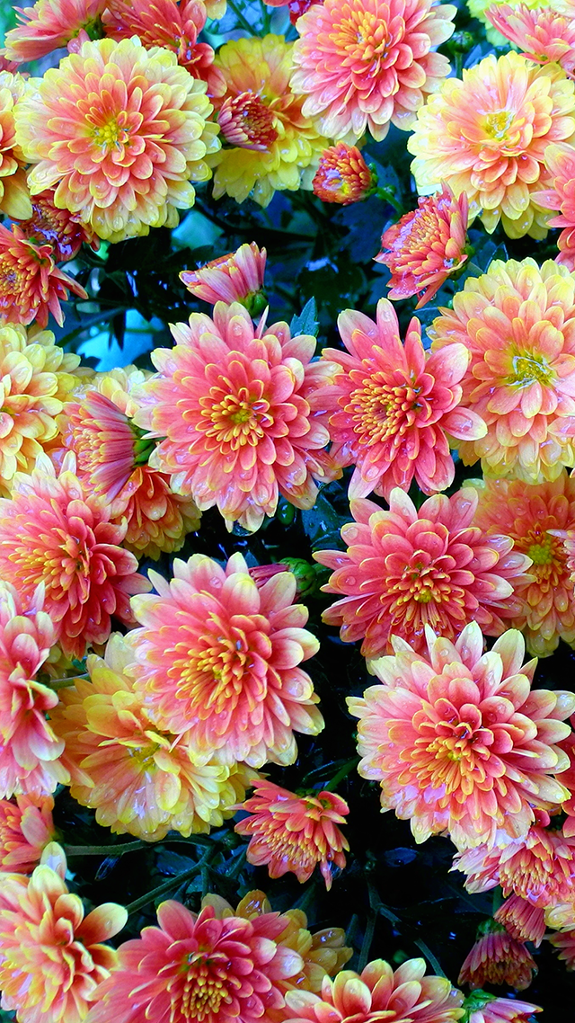 Flower Patch Home Screen Wallpaper.