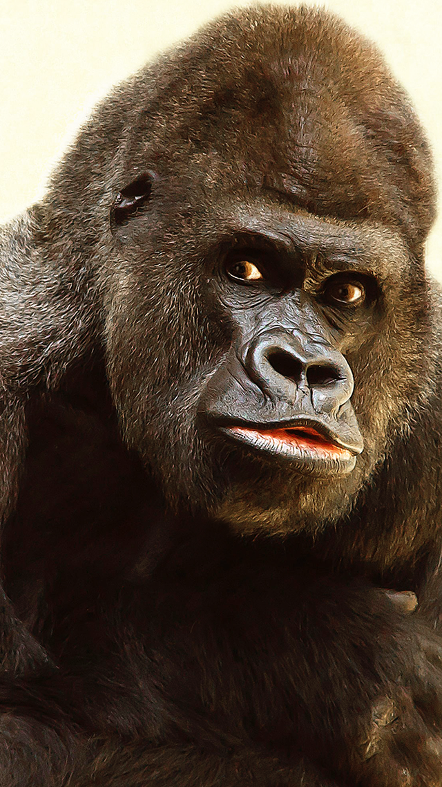 Gorilla Home Screen Wallpaper.